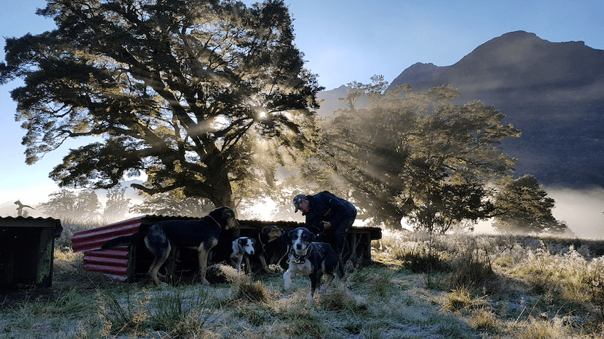 A farmer and his mustering dogs during sunrise