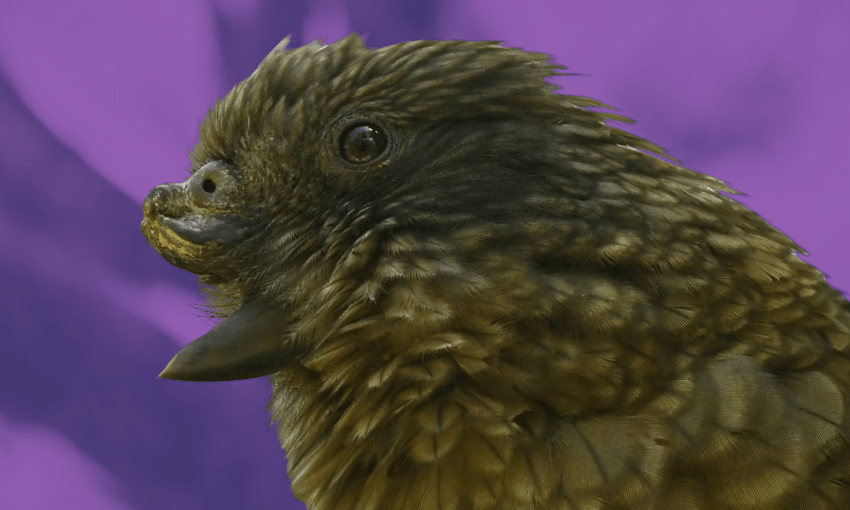 Bruce (Photo: Ximena Nelson, CC BY-NC-NDl additional design: The Spinoff) 
