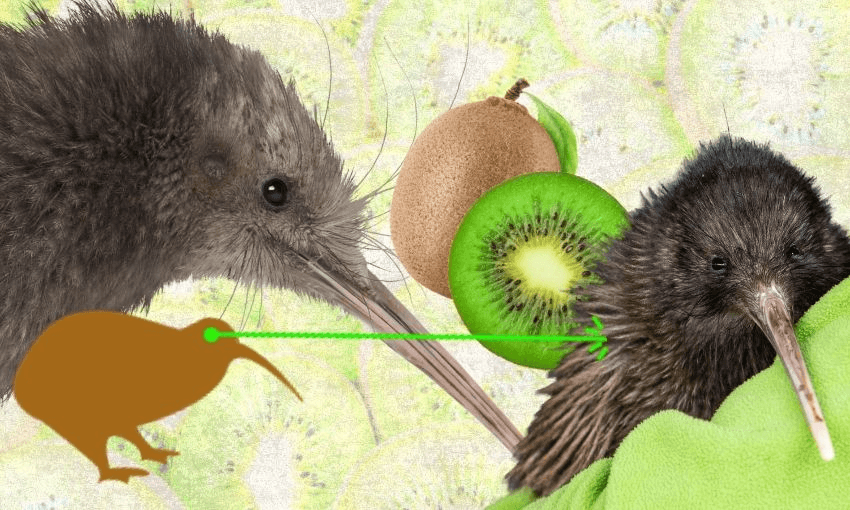 A collage showing two kiwi birds, a sliced and whole kiwi fruit, a kiwi bird silhouette, and a green arrow connecting the silhouette to one of the birds. The background features a pattern of sliced kiwi fruit.