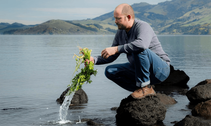 A man crouches on rocks by the sea, rinsing leafy green plants in the water with hills and greenery visible in the background.