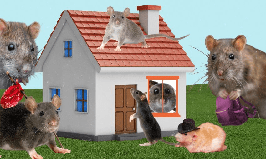 Ah rats: What to do if your house is invaded by a plague of rodents