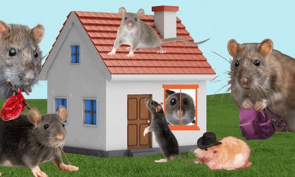 Ah rats: What to do if your house is invaded by a plague of rodents