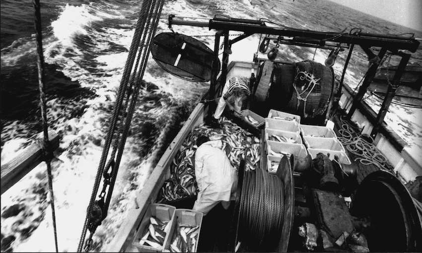 A person sorts fish into bins on the deck of a fishing boat at sea. The boat leaves a wake behind as it moves through the water. Various fishing equipment and ropes are visible on the deck.