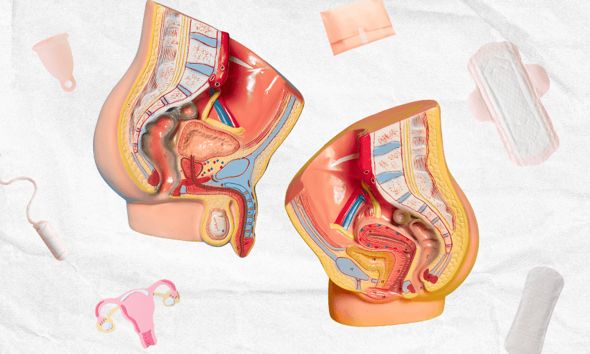 Two anatomical cross-sections of pelvises, showing reproductive organs, are surrounded by illustrations of menstrual products like pads, tampons, a menstrual cup, and an IUD on a textured white background.