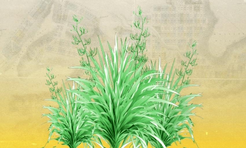 Cluster of green, spiky-leaved plants with tall stems on a yellow and beige background featuring faint, grid-like map lines.