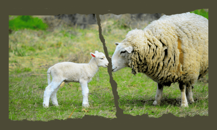 A photo of a lamb and ewe separated by design in the image that tears them apart.