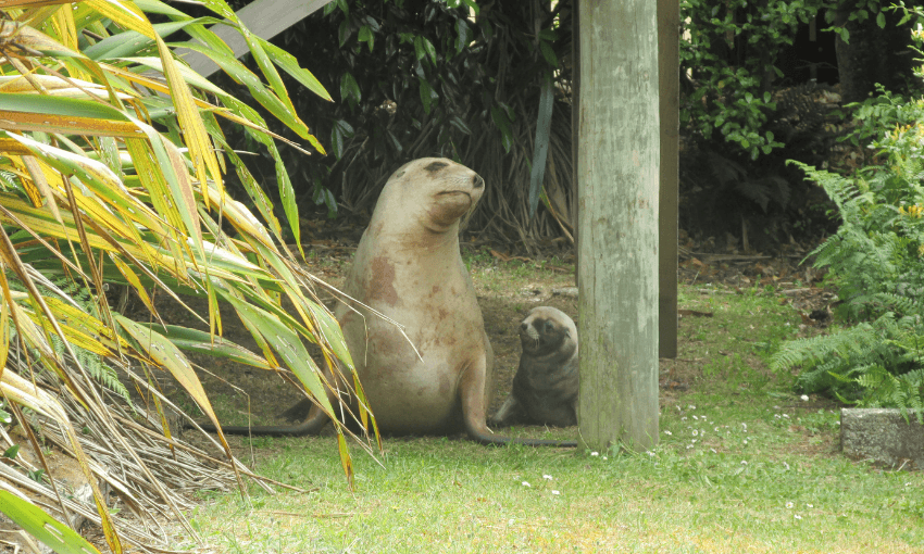When a wild animal becomes your neighbour