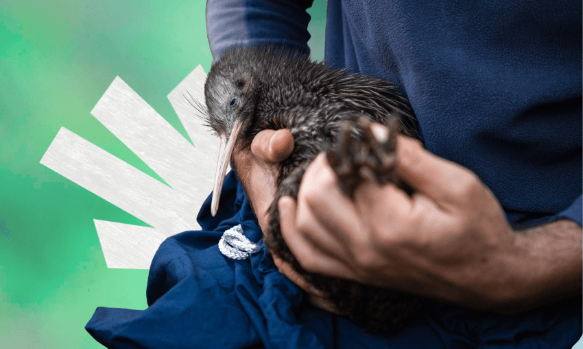 A person gently holds a brown kiwi bird with both hands against a green background, featuring a white abstract shape on the left side.
