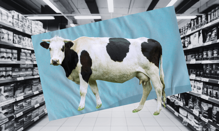 A cow in a supermarket (Design: Henry Oliver/The Spinoff)