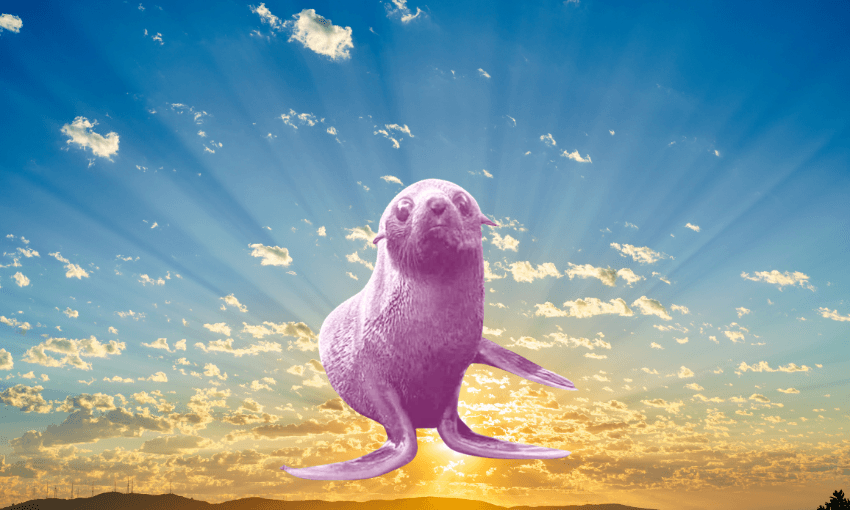 The adventurous seal pup, found.(Photo: Counties Maukau Police, design: The Spinoff) 
