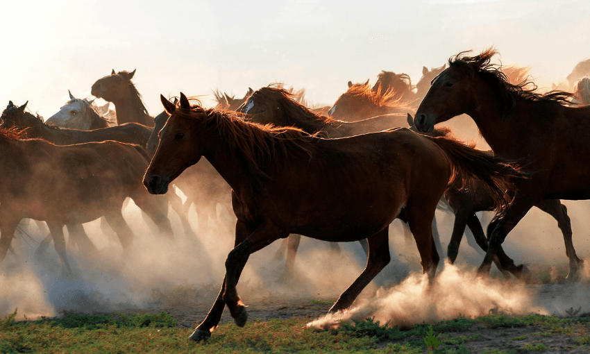 It's the year of the horse book