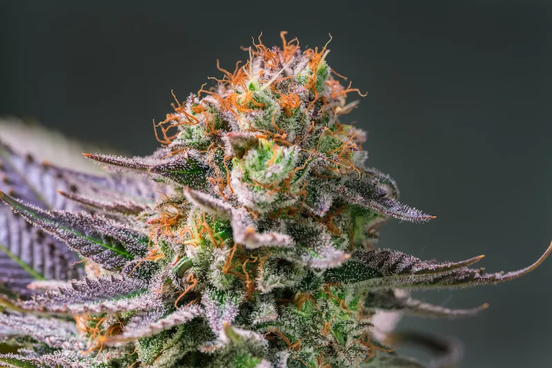 Cannabis Plant Flower HDR