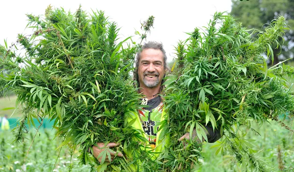 Ruatoria Hemp Harvest – Robin Thomson