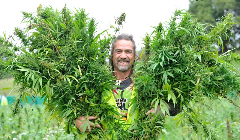 Ruatoria Hemp Harvest – Robin Thomson