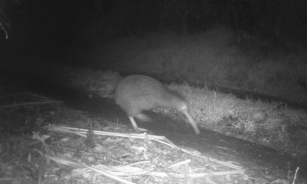 A black and white security image of a kiwi bird walking at night among grass and leaves