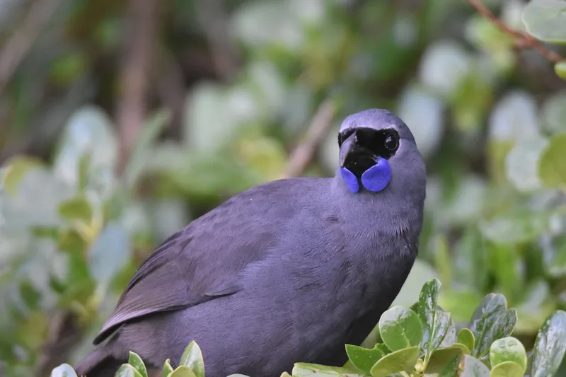 A Kōkako bird with blue purple feathers sits among green leaves