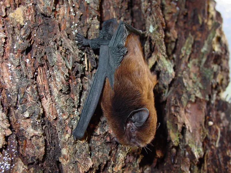 The long-tailed bat with brown fur and black wings hangs upside down from a tree branch. The background is coarse bark.
