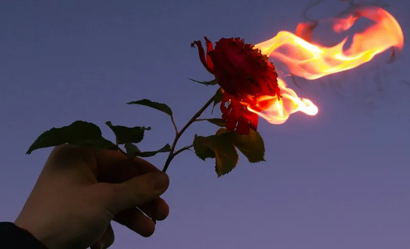 in low light, a hand holds a rose. the rose is on fire!
