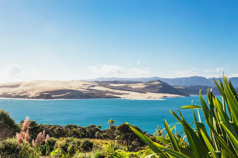 New Zealand, North Island, Northland, Hokianga Harbour and North Head Giant Sand Dune, New Zealand Flax, Phormium tenax