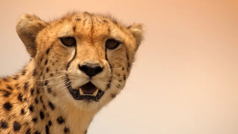 Mammals: Episode 02: The New Wild