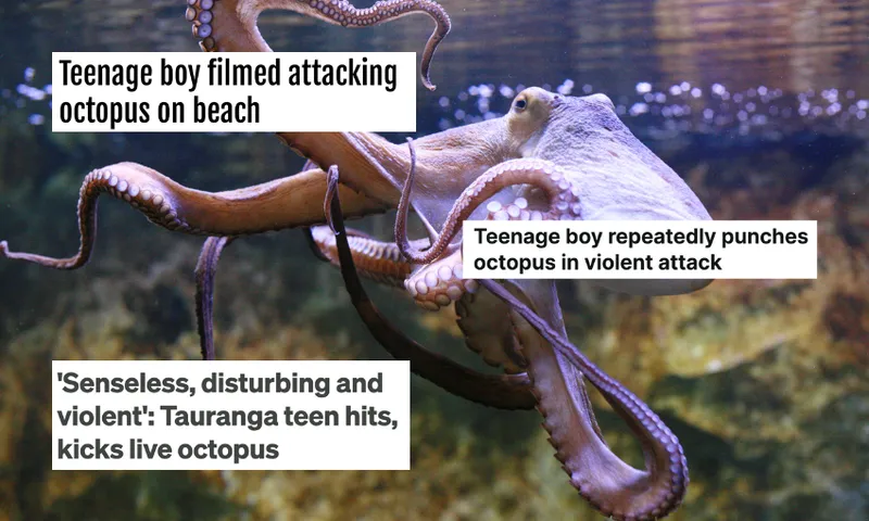 Photo of an octopus with headlines over the top saying: "Teenage boy filmed attacking octopus on beach", "Teenage boy repeatedly punches octopus in violent attack" and "'senseless, disturbing and violent': Tauranga teen hits, kicks live octopus"