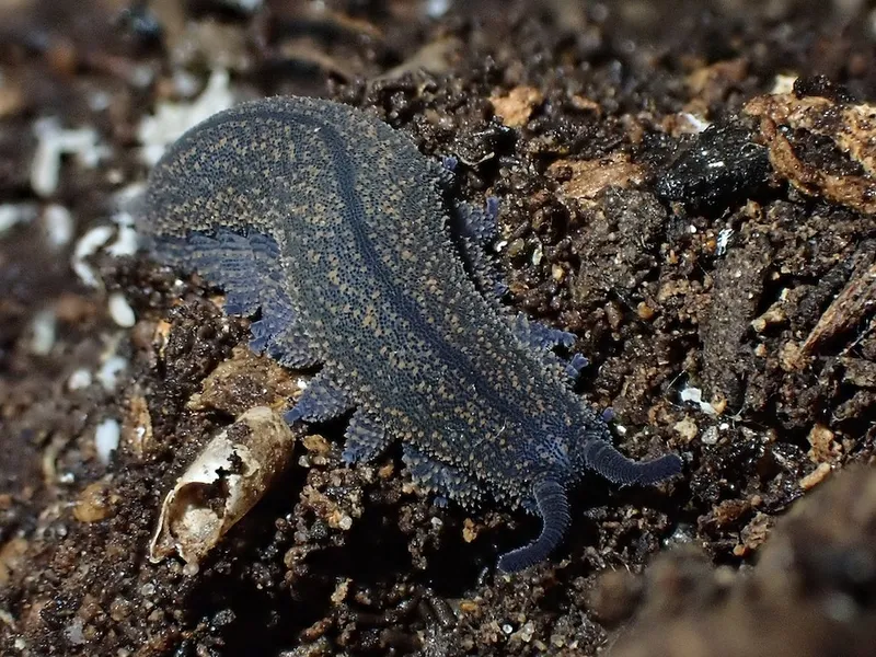 a velvet worm with dusky skin and little hellow dots along its back, attenate reaching across the forest floor!