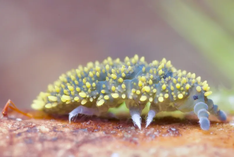 a black and yellow flat spiny inset with short spiky legs