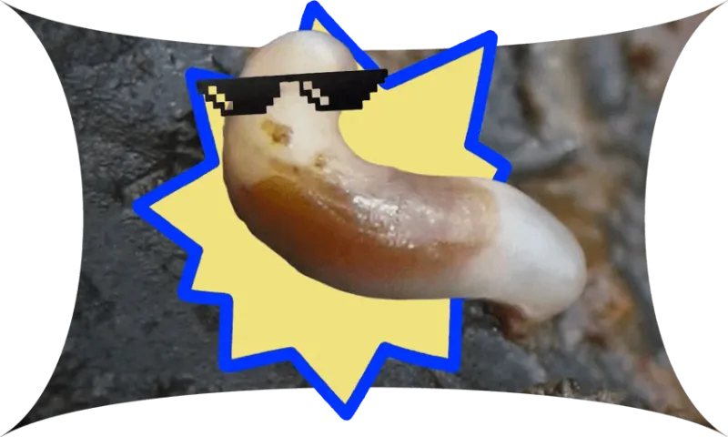 a curvy brown and white worm with sunglasses on and a zigzaggy shape behind it