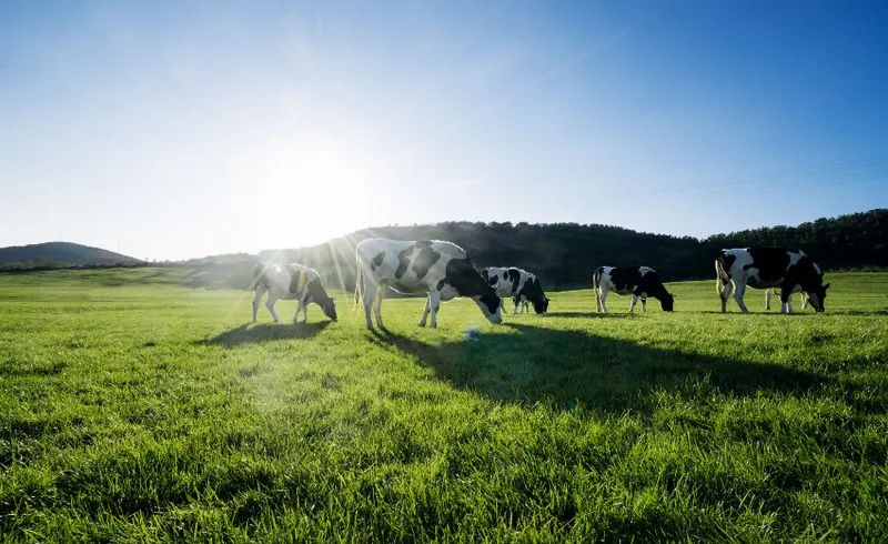 a sunny day with a bright blue sky and cows grazing on green grass in the foreground