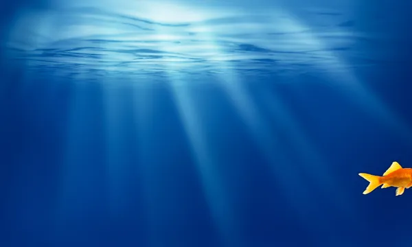 a small orange goldfish swims out of frame on the run, light shines through the surface of the water above