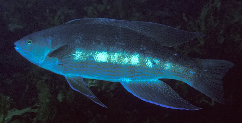 a dark blue fish with big fins