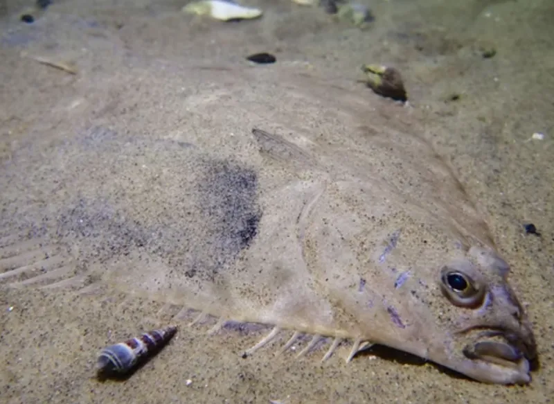 fish hiding in sand