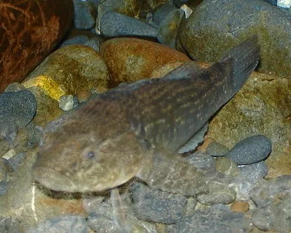 a brown fish