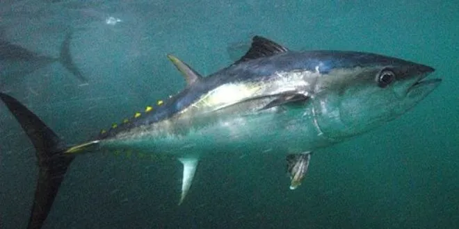 Ichthyology