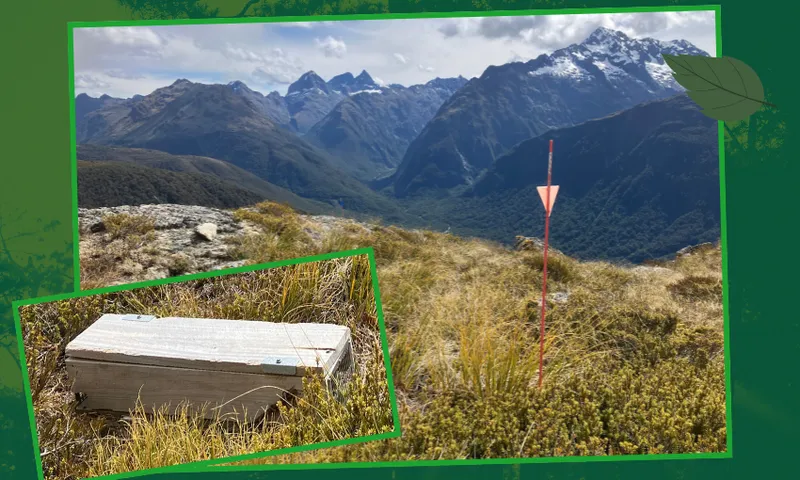 a trap tunnel with tussock in the foreground and the layers of blue mountains in the background