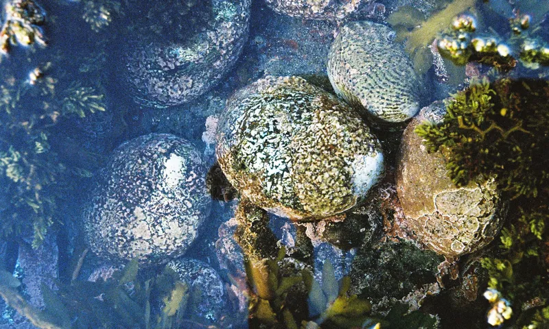 Close up photo of Pāua.