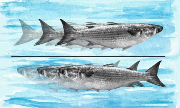 Fish swimming in opposite directions against a textured blue background, appearing to move quickly with transparent motion blur effects.