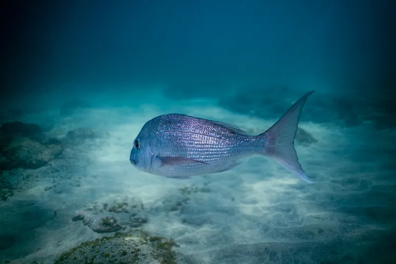 Big Snapper swimming around at Goat Island, New Zealand
