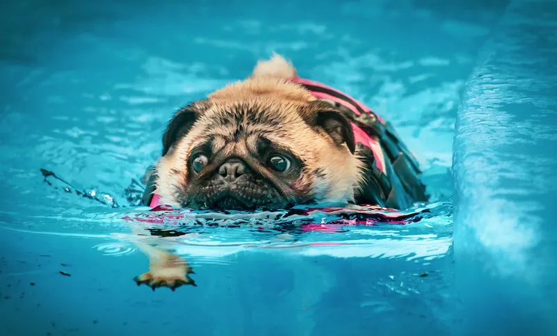 pug.jpg