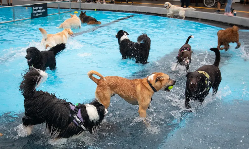 A group of big dogs splash around in the shallow end of a swimming pool
