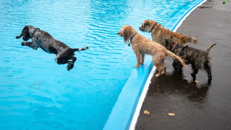 POOCH POOL PARTY DOGS WALTHAM POOL