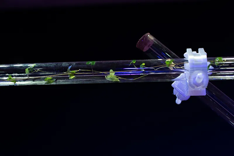 photo of a delicate vine growing inside a glass tube