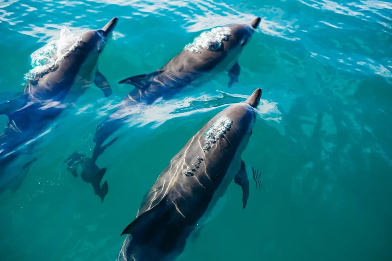the dolphins swimming