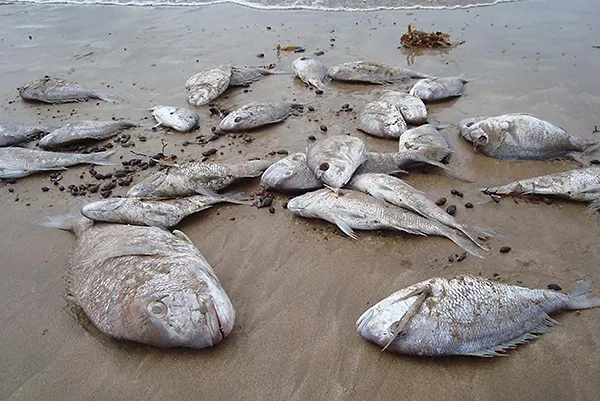 dead snapper on sand