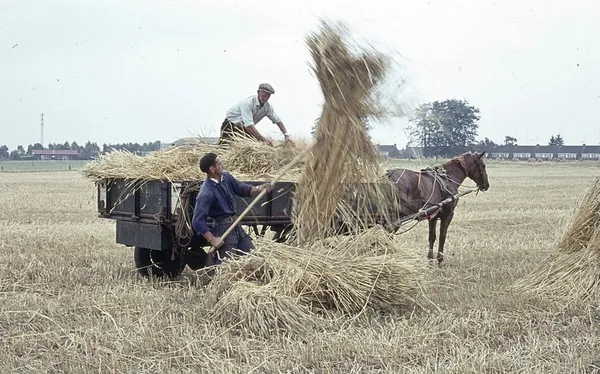 Vintage photo of men farming hay