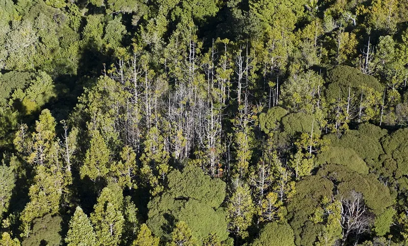 Kauri