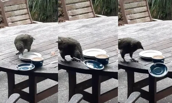 Three images of a kea searching for food on a cafe table, the last of which shows it has knocked a plate off the table