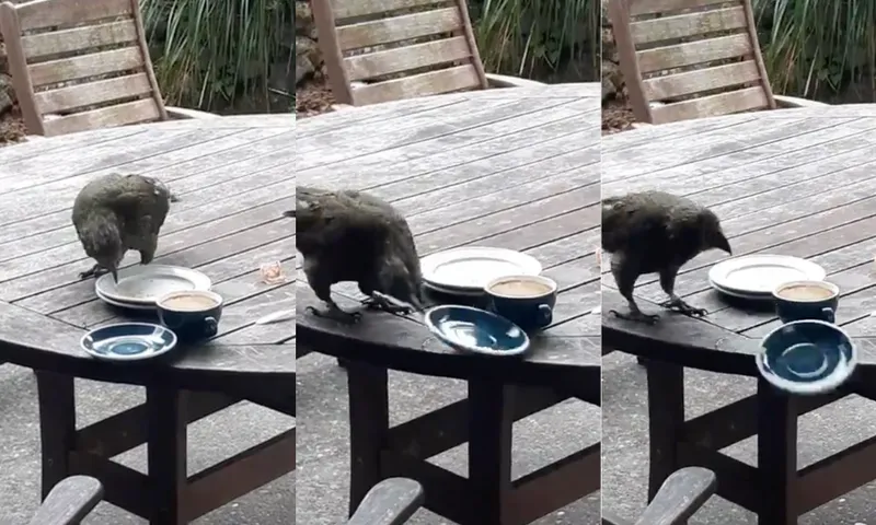 Three images of a kea searching for food on a cafe table, the last of which shows it has knocked a plate off the table