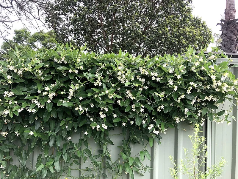 vine with white flowers growing on a fence