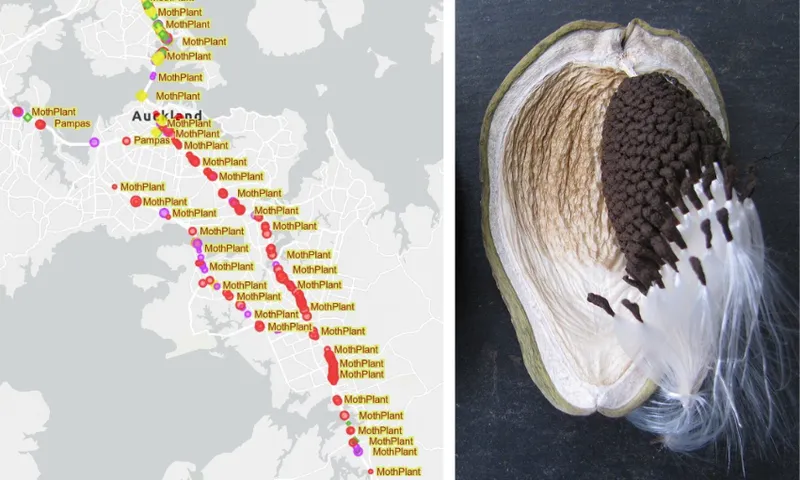Right: Map of the southern motorway by EcoNet showing a line of red dots marked as moth plant. Left: Moth plant seeds exploding from a pod